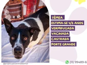 Cachorro raça SRD-ViraLata idade 4 anos nome Mãezinha