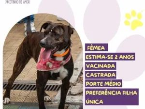 Cachorro raça SRD-ViraLata idade 2 anos nome Kaila
