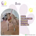 Bob