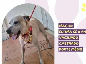Cachorro raça SRD-ViraLata idade 6 ou mais anos nome Bob