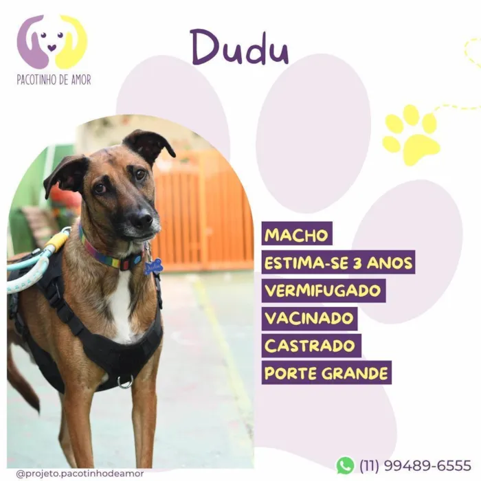 Cachorro raça SRD-ViraLata idade 3 anos nome Dudu