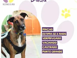 Cachorro raça SRD-ViraLata idade 3 anos nome Dudu