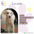 Cocada