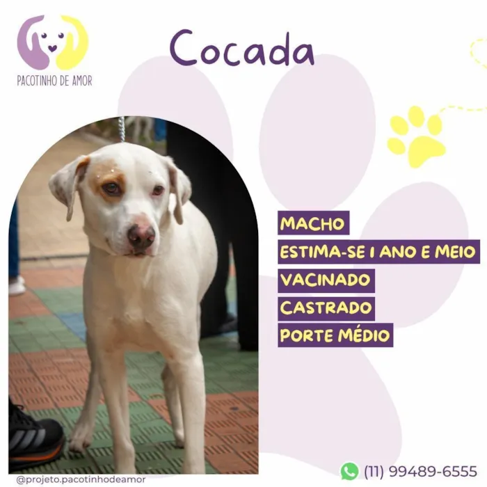 Cachorro raça SRD-ViraLata idade 2 anos nome Cocada