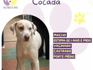 Cachorro raça SRD-ViraLata idade 2 anos nome Cocada