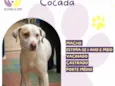 Cocada