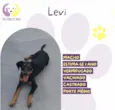 Levi