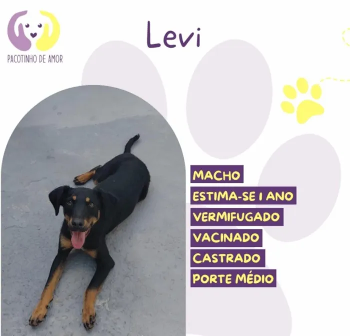 Cachorro raça SRD-ViraLata idade 1 ano nome Levi