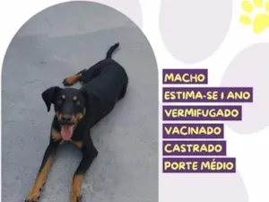 Cachorro raça SRD-ViraLata idade 1 ano nome Levi
