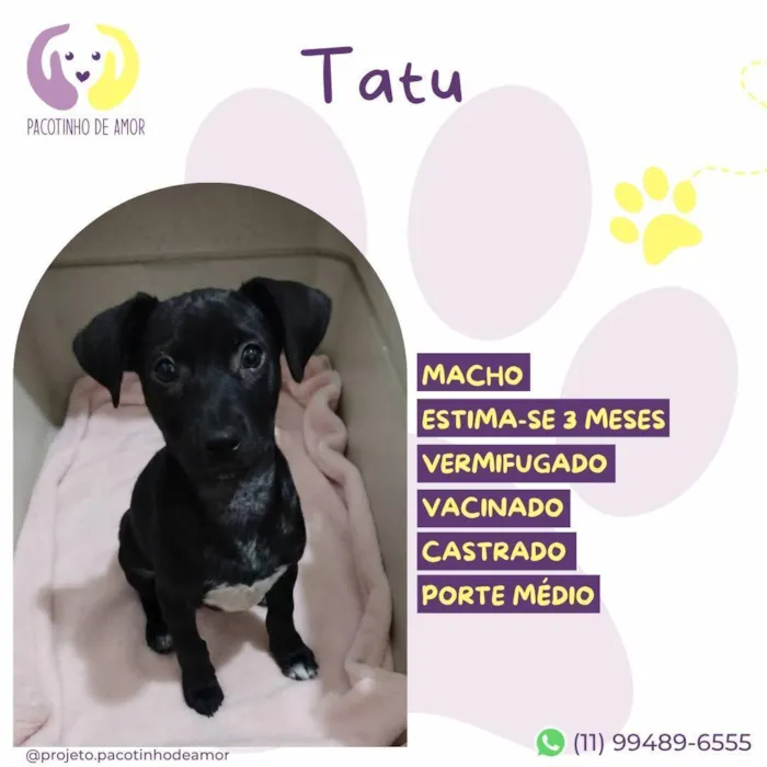 Cachorro raça SRD-ViraLata idade 2 a 6 meses nome Tatu 