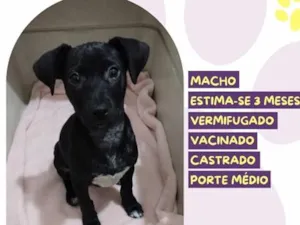 Cachorro raça SRD-ViraLata idade 2 a 6 meses nome Tatu 