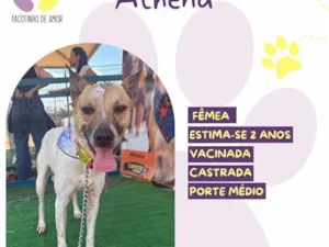 Cachorro raça SRD-ViraLata idade 2 anos nome Athena
