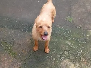 Cachorro raça SRD-ViraLata idade 2 anos nome Fred
