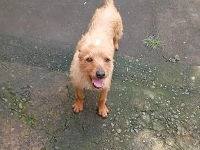 Cachorro raça SRD-ViraLata idade 2 anos nome Fred