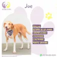 Joe