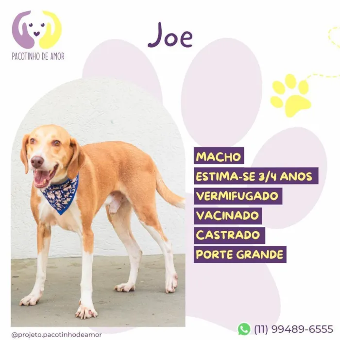 Cachorro raça SRD-ViraLata idade 3 anos nome Joe