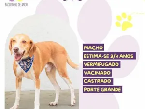 Cachorro raça SRD-ViraLata idade 3 anos nome Joe