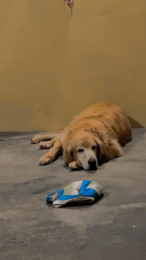 Cachorro raça SRD-ViraLata idade 6 ou mais anos nome Luna