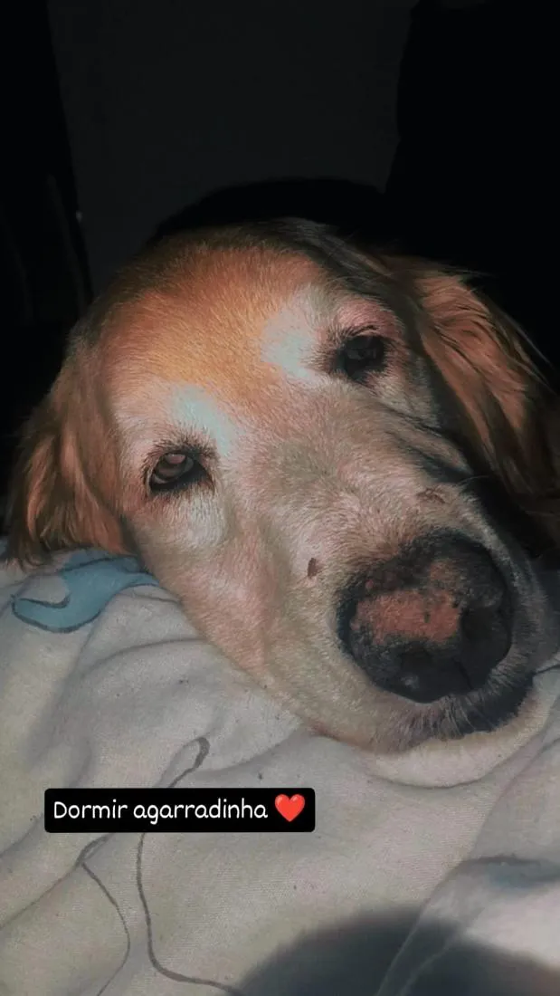 Cachorro raça SRD-ViraLata idade 6 ou mais anos nome Luna