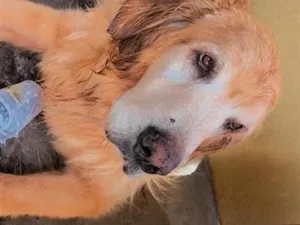 Cachorro raça SRD-ViraLata idade 6 ou mais anos nome Luna