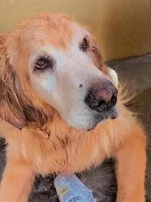 Cachorro raça SRD-ViraLata idade 6 ou mais anos nome Luna