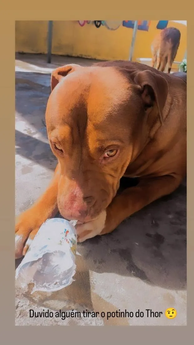 Cachorro raça Pit-Bull idade 5 anos nome Thor