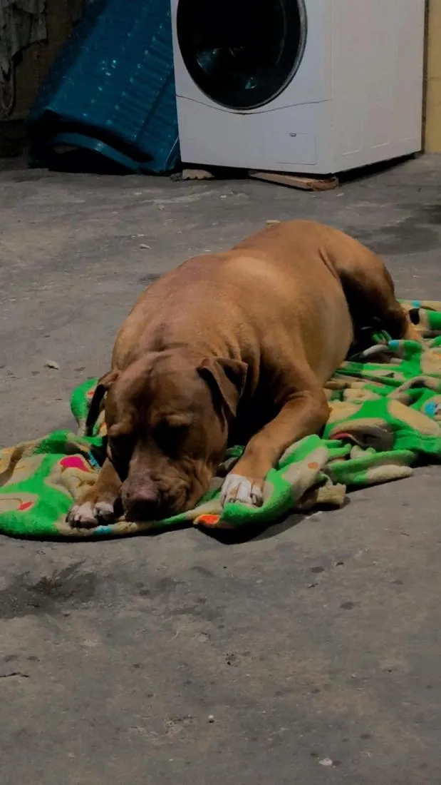 Cachorro raça Pit-Bull idade 5 anos nome Thor