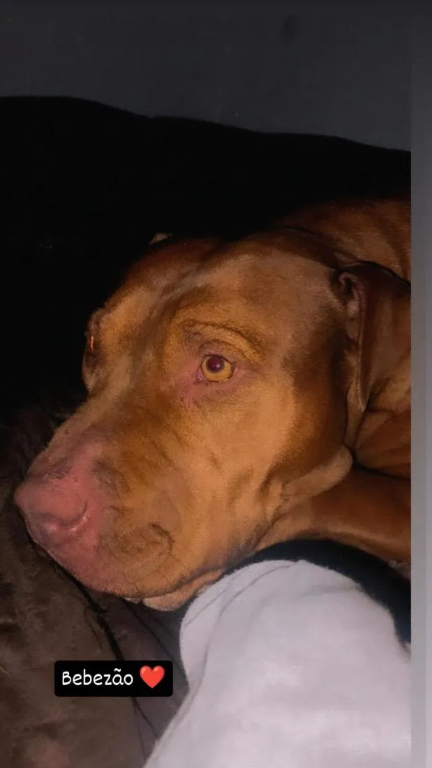 Cachorro raça Pit-Bull idade 5 anos nome Thor