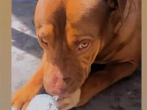 Cachorro raça Pit-Bull idade 5 anos nome Thor