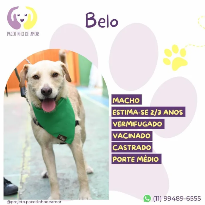 Cachorro raça SRD-ViraLata idade 2 anos nome Belo
