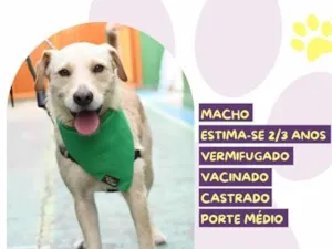 Cachorro raça SRD-ViraLata idade 2 anos nome Belo