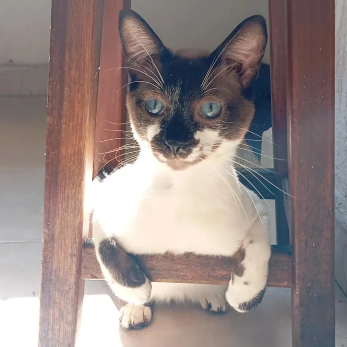 Gato raça SRD-ViraLata idade 7 a 11 meses nome Joey
