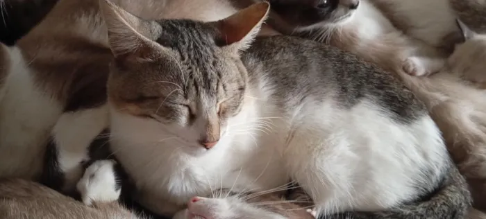 Gato raça SRD-ViraLata idade 7 a 11 meses nome Tommy 