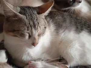 Gato raça SRD-ViraLata idade 7 a 11 meses nome Tommy 