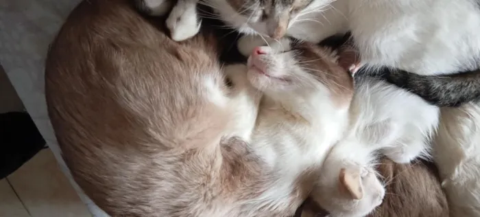 Gato raça SRD-ViraLata idade 7 a 11 meses nome Remmy