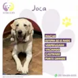 Joca