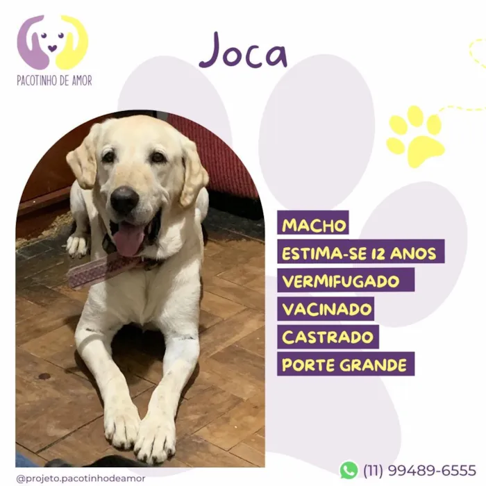 Cachorro raça SRD-ViraLata idade 6 ou mais anos nome Joca