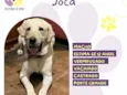 Joca