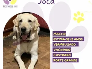 Cachorro raça SRD-ViraLata idade 6 ou mais anos nome Joca