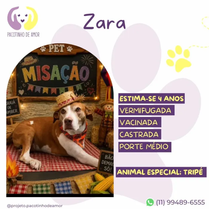 Cachorro raça SRD-ViraLata idade 4 anos nome Zara