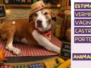 Cachorro raça SRD-ViraLata idade 4 anos nome Zara