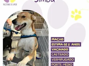 Cachorro raça SRD-ViraLata idade 2 anos nome Simba