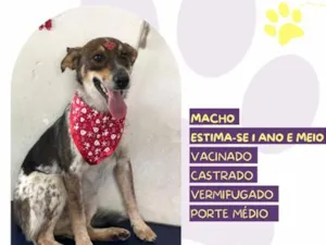 Cachorro raça SRD-ViraLata idade  nome Kim