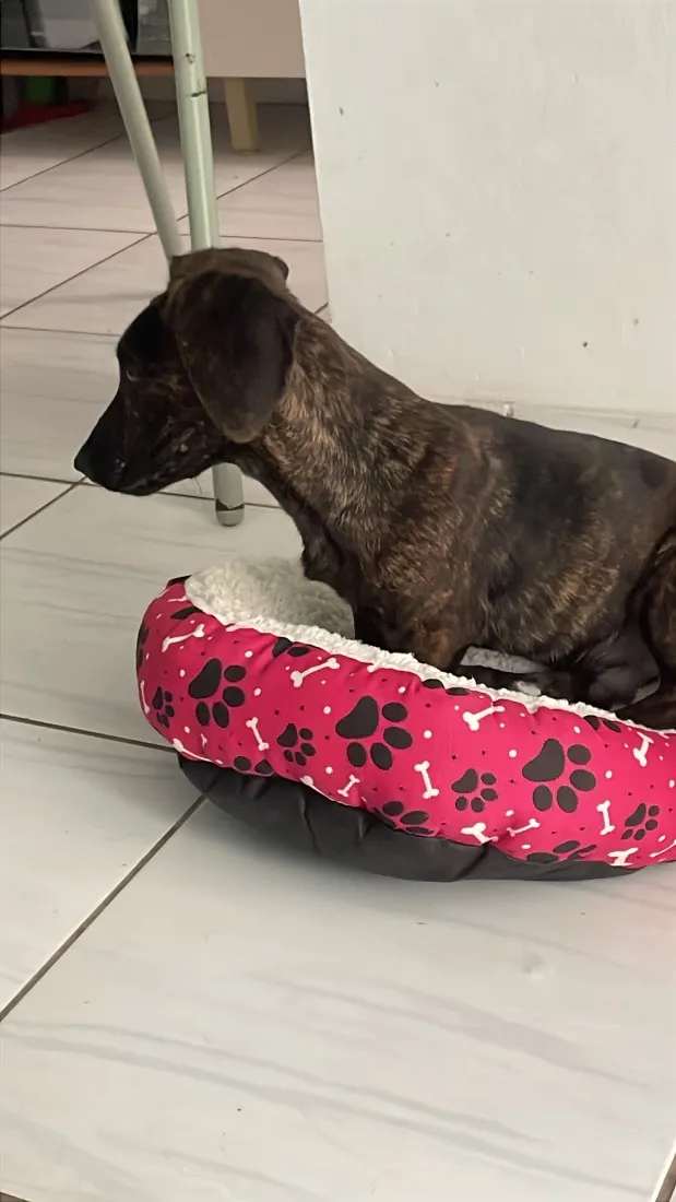 Cachorro raça SRD-ViraLata idade 2 a 6 meses nome Malboro