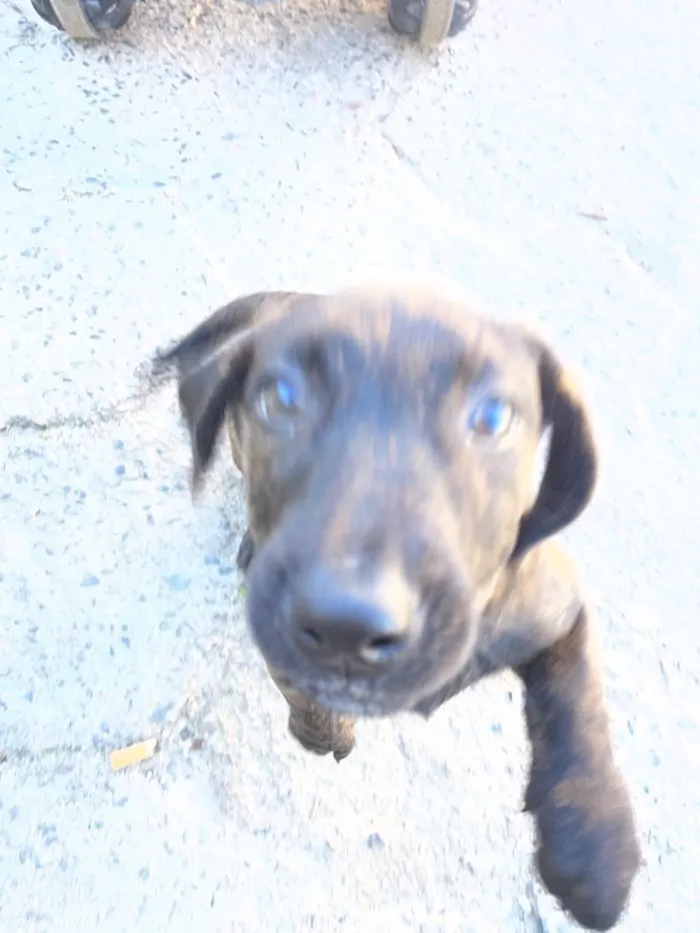 Cachorro raça SRD-ViraLata idade 2 a 6 meses nome Malboro