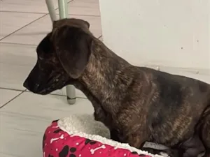 Cachorro raça SRD-ViraLata idade 2 a 6 meses nome Malboro