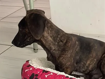 Cachorro raça SRD-ViraLata idade 2 a 6 meses nome Malboro