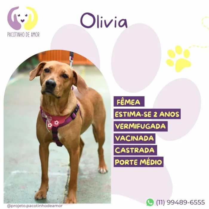 Cachorro raça SRD-ViraLata idade 2 anos nome Olivia