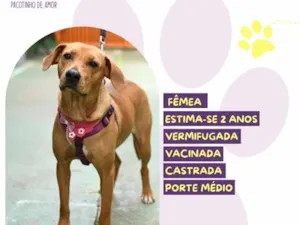 Cachorro raça SRD-ViraLata idade 2 anos nome Olivia