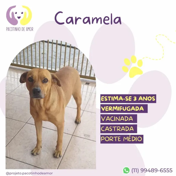 Cachorro raça SRD-ViraLata idade 3 anos nome Caramela